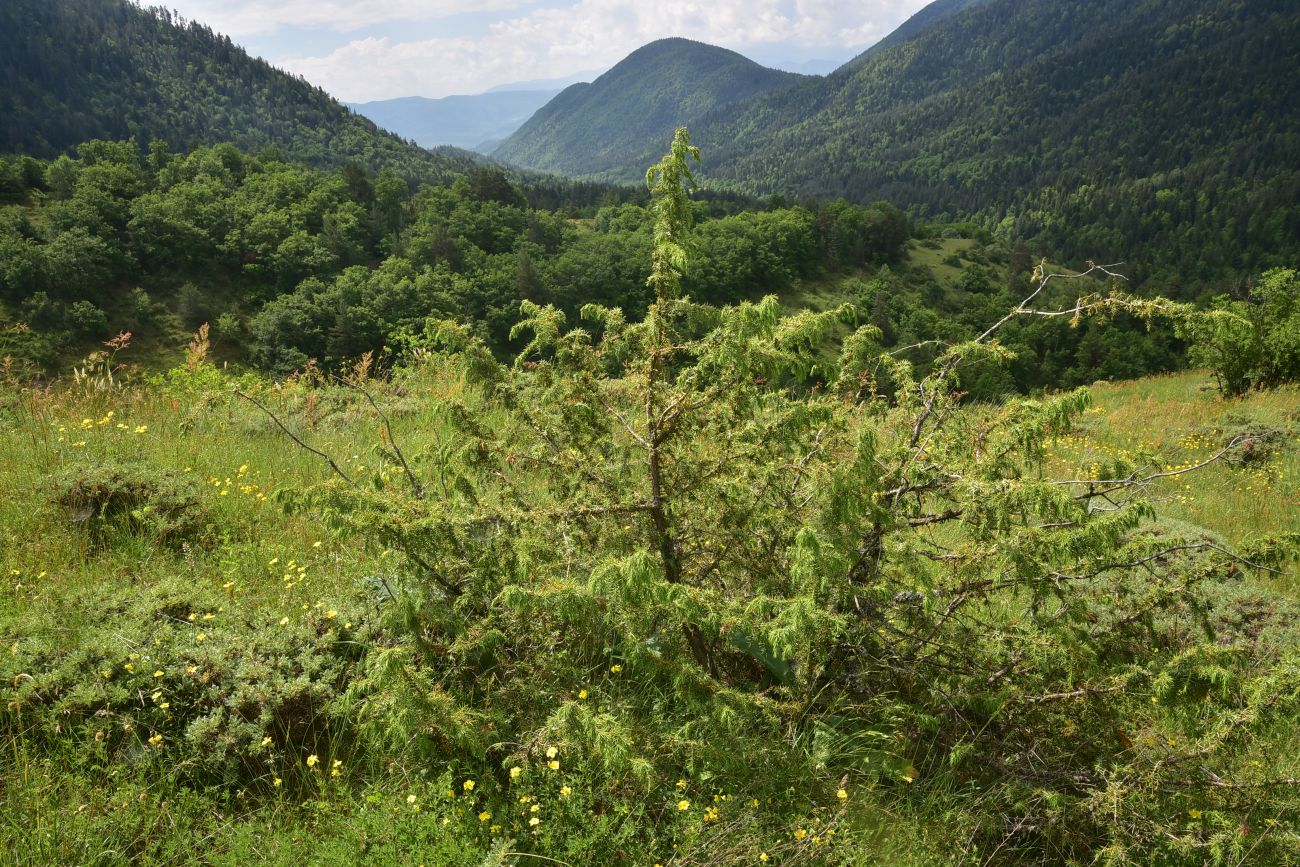 Image of genus Juniperus specimen.