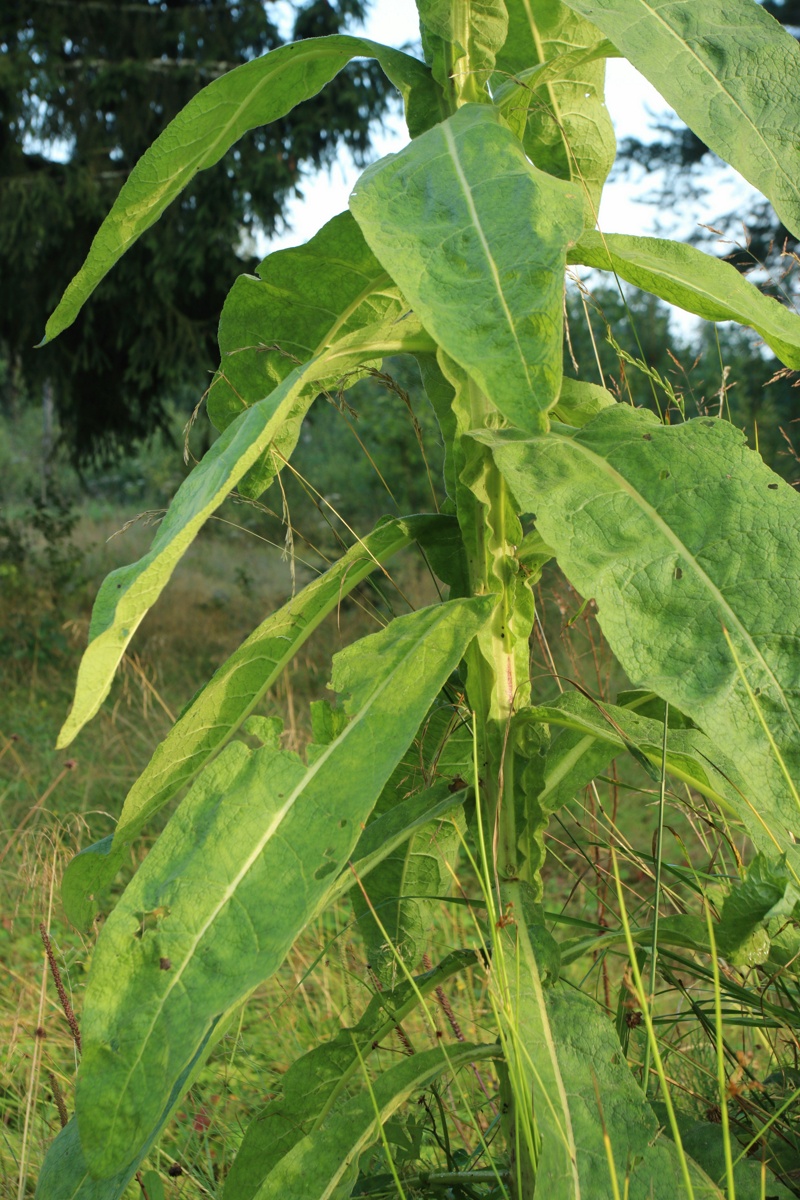 Image of genus Verbascum specimen.
