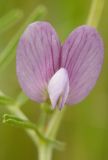 Vicia peregrina