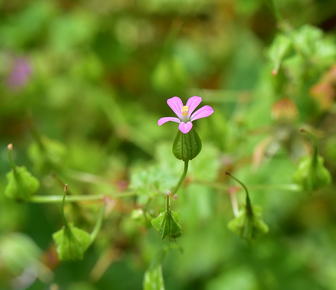 Image of Geranium lucidum specimen.