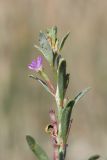 Lythrum thymifolia