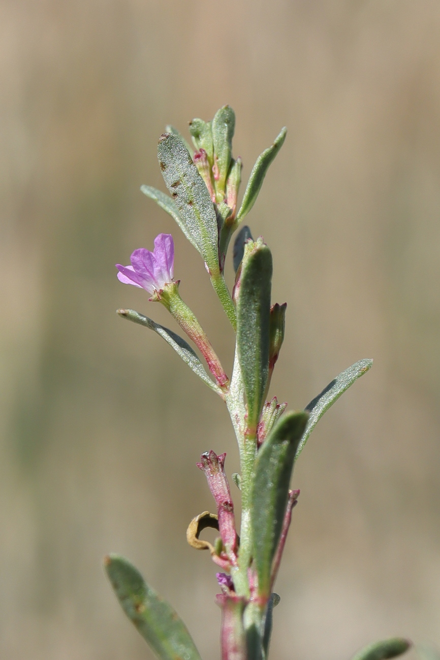 Image of Lythrum thymifolia specimen.
