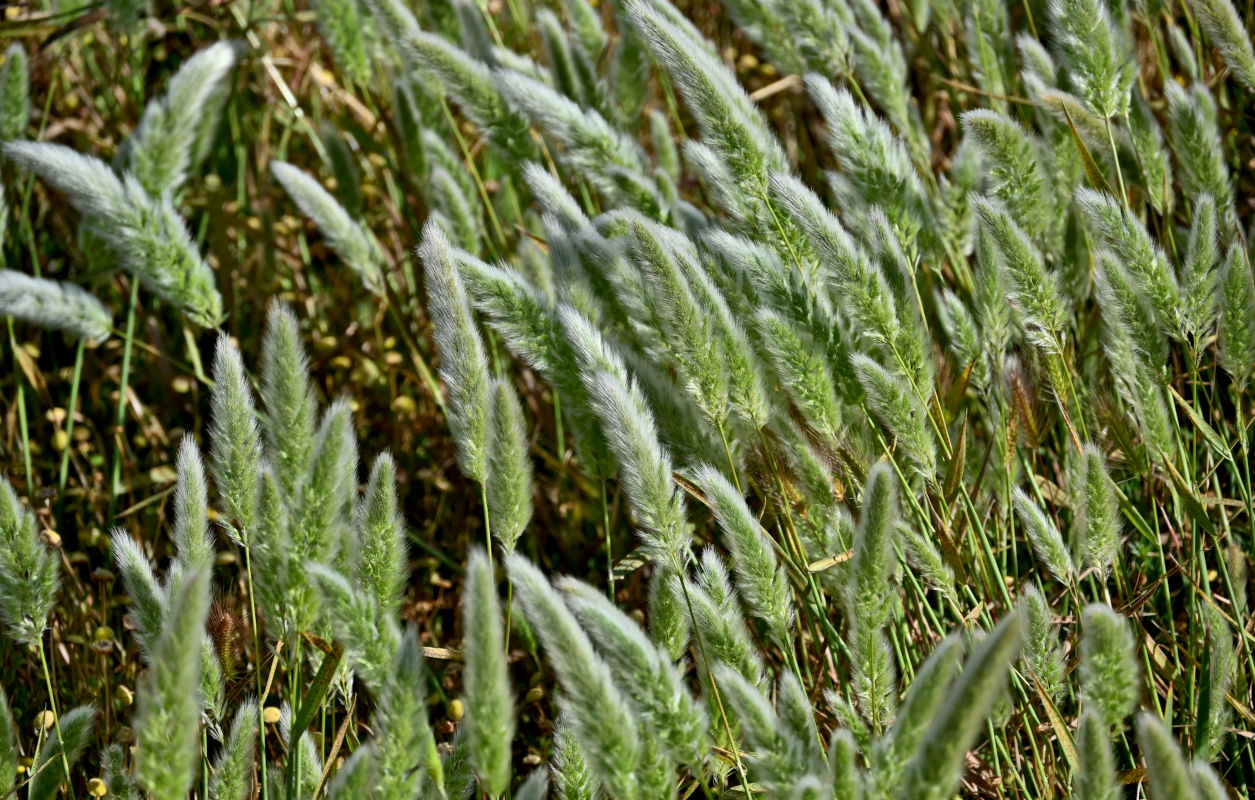 Image of Polypogon monspeliensis specimen.