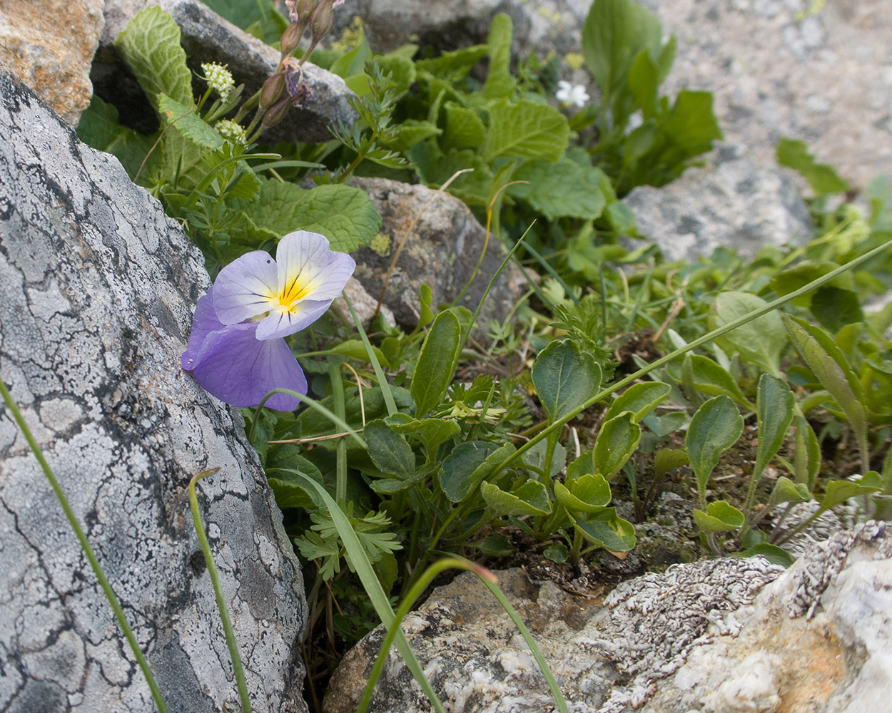 Изображение особи Viola oreades.