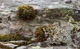 Grimmia longirostris. Спороносящие растения в трещинах скалы, отдельные куртины и в тесной компании с лишайником Sphaerophorus fragilis. Полярный Урал, верховья р. Большой Ханмей, нижняя часть склона горы. 16.08.2026.