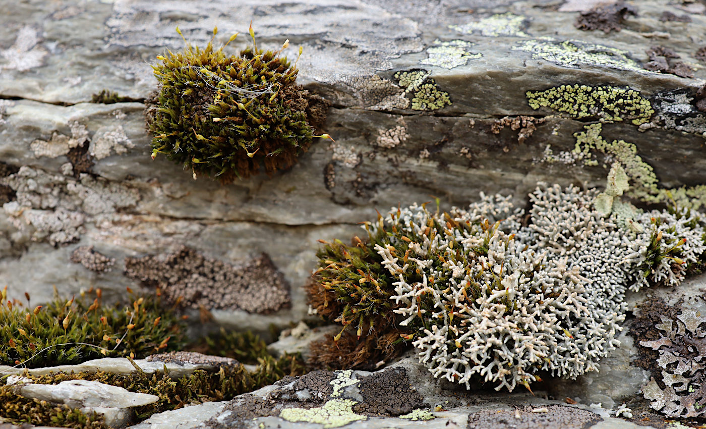 Image of Grimmia longirostris specimen.