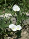 Convolvulus arvensis. Цветки и листья. Республика Молдова, муниципалитет Кишинёв, г. Кодру. 27 июня 2026 г.