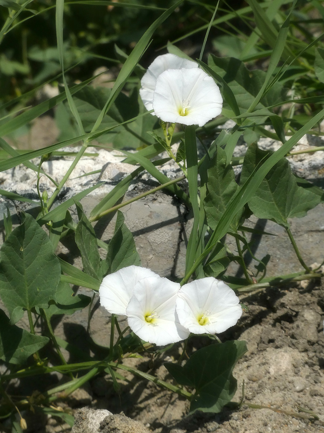 Изображение особи Convolvulus arvensis.