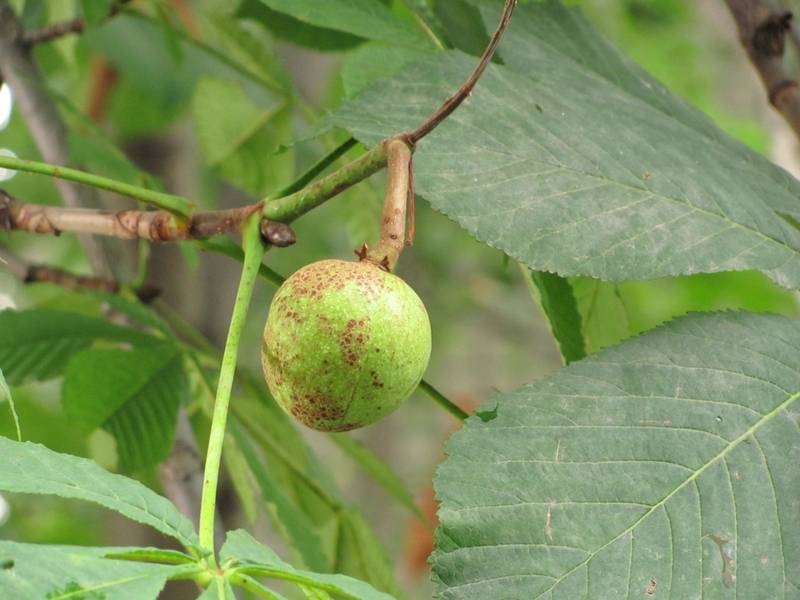 Изображение особи Aesculus hippocastanum.