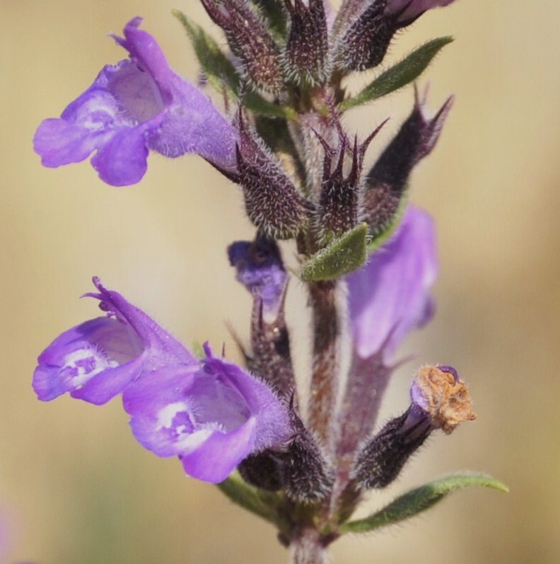 Изображение особи Ziziphora majoranifolia.