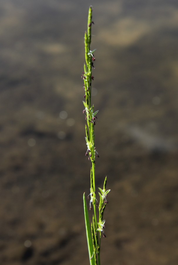 Image of Glyceria fluitans specimen.