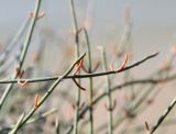 Ephedra foeminea