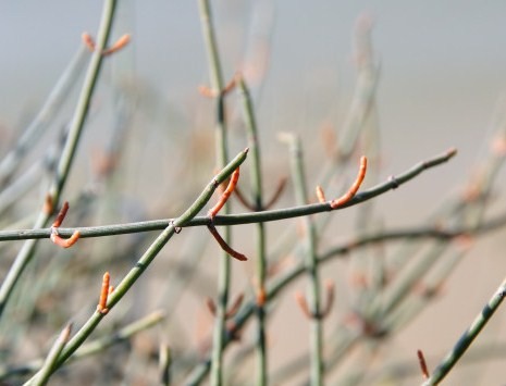 Image of Ephedra foeminea specimen.