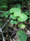 Viola epipsila