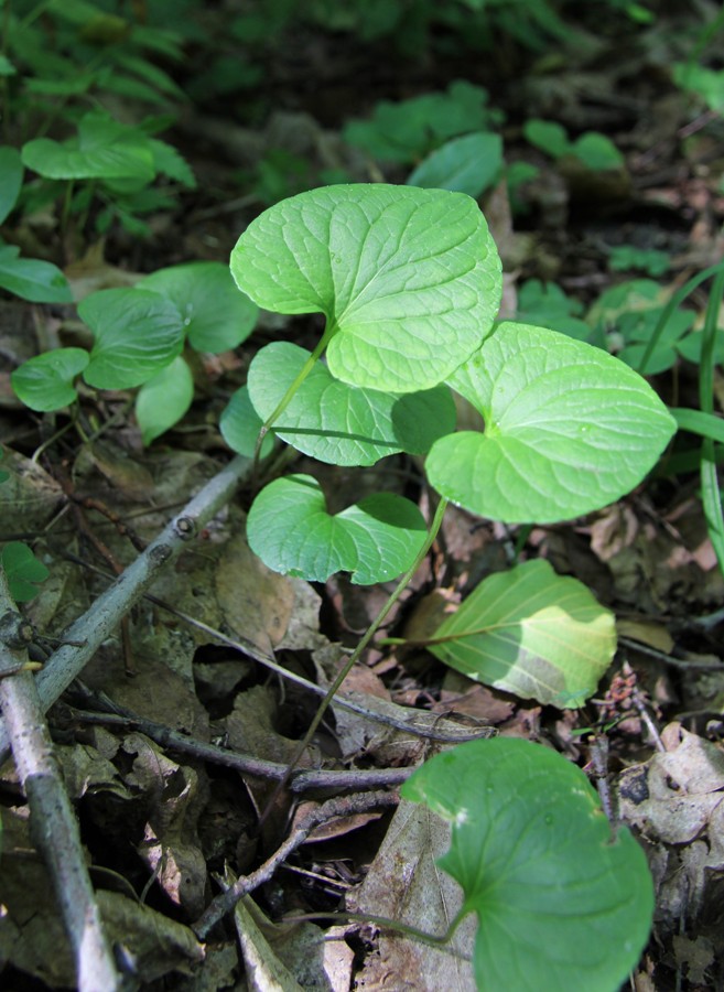 Изображение особи Viola epipsila.