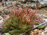 Saxifraga spinulosa