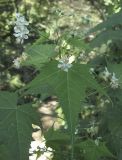 Sida hermaphrodita