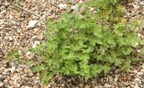 Geranium pusillum