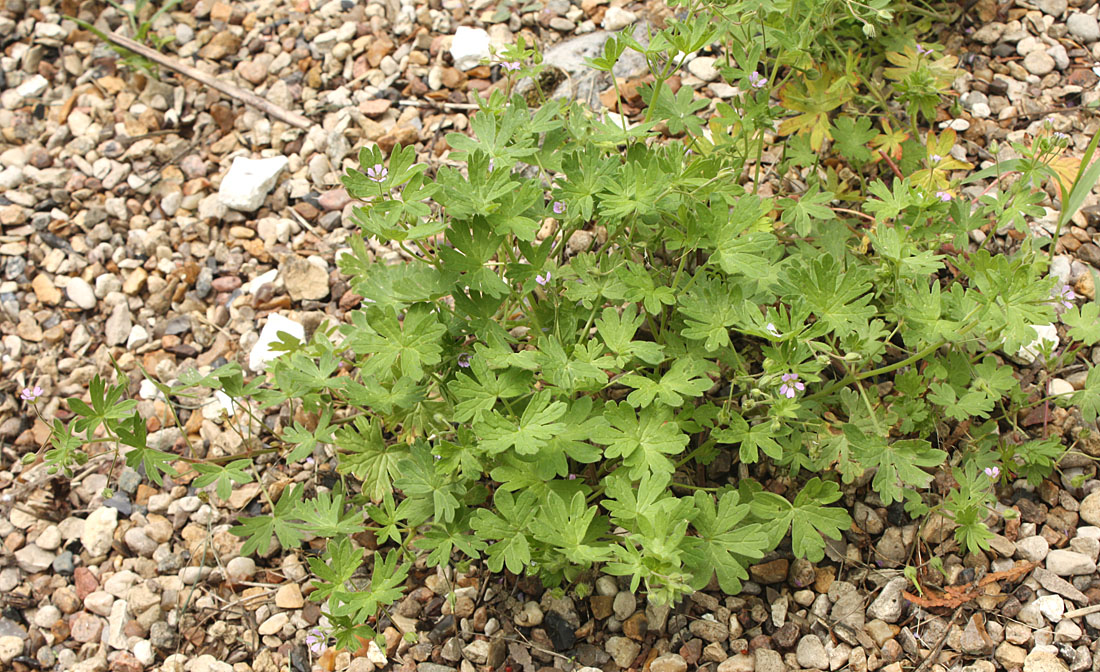 Изображение особи Geranium pusillum.