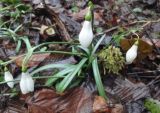 Galanthus rizehensis