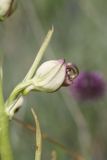 Himantoglossum caprinum