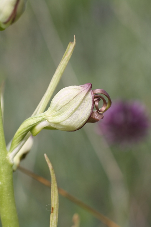 Изображение особи Himantoglossum caprinum.