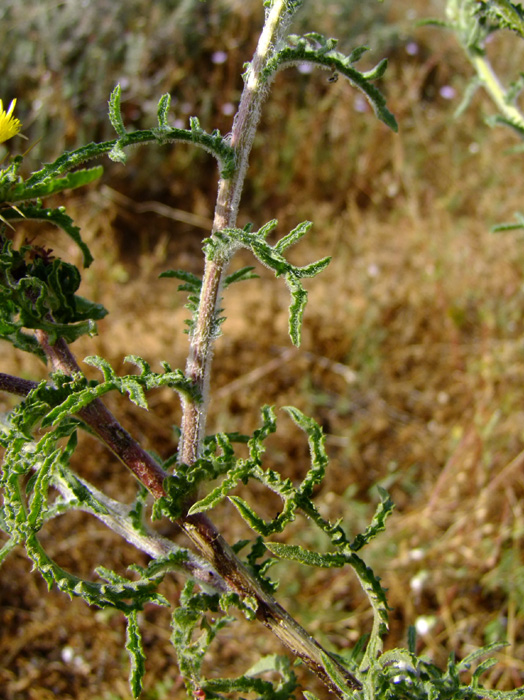 Image of Centaurea procurrens specimen.