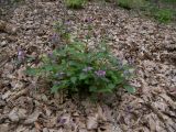 Lamium maculatum