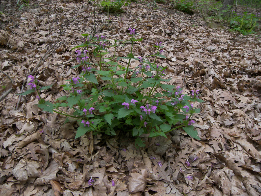 Image of Lamium maculatum specimen.