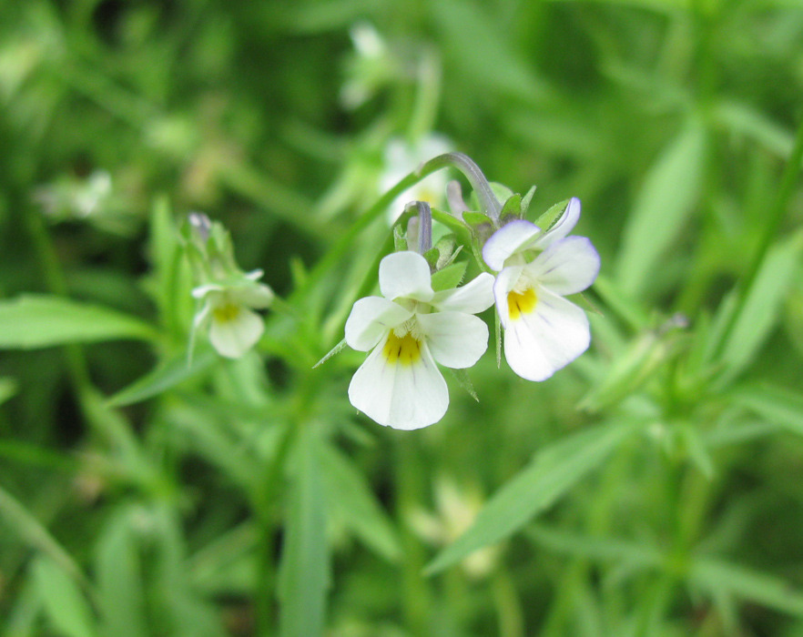 Image of Viola kitaibeliana specimen.