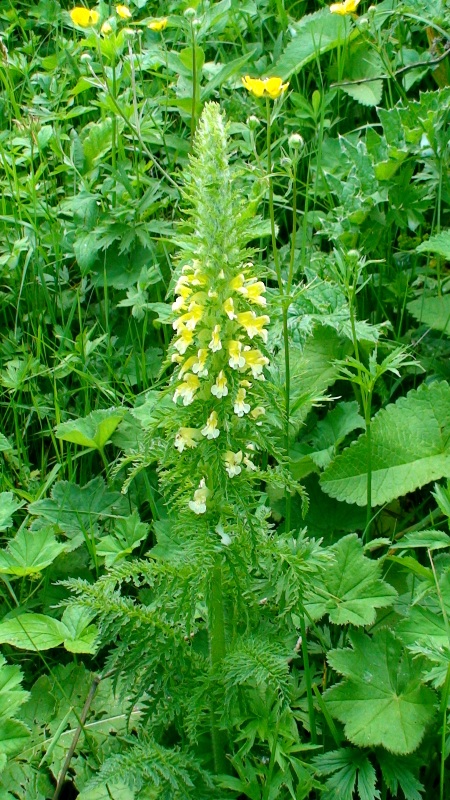 Image of Pedicularis condensata specimen.