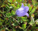 Campanula rotundifolia