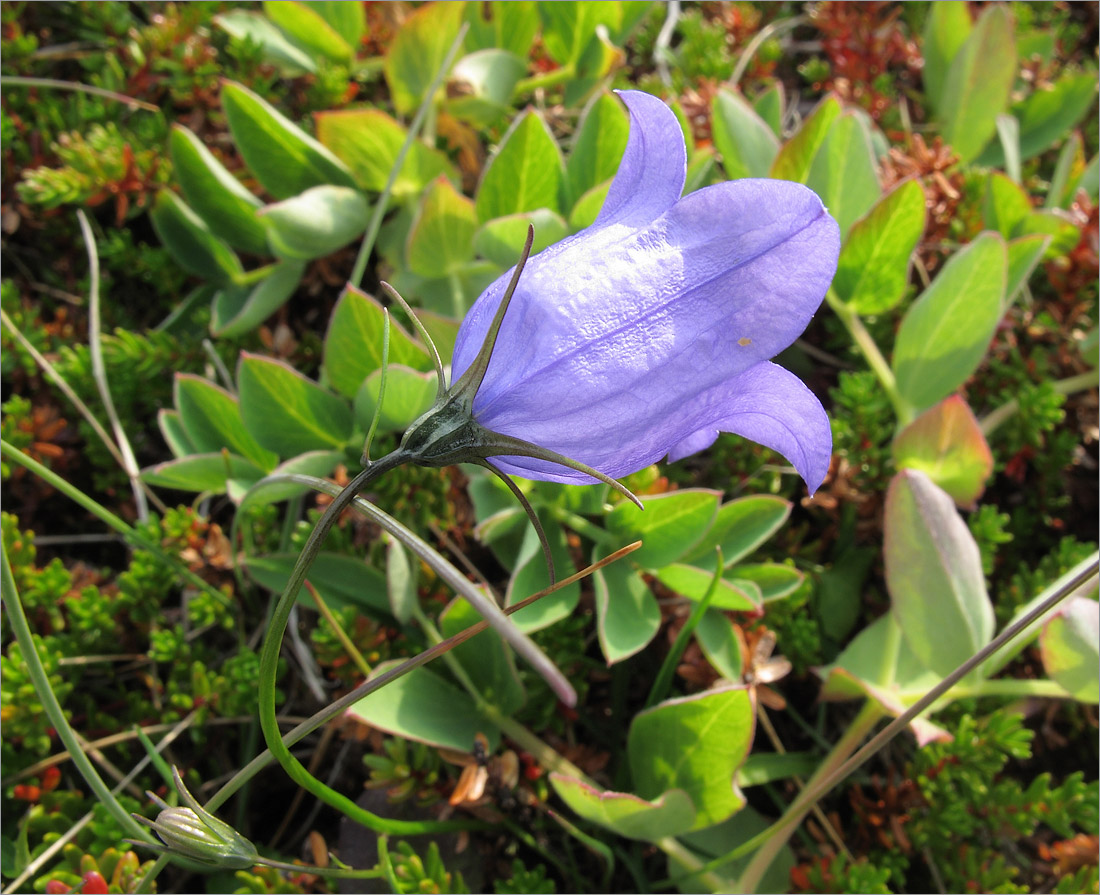 Изображение особи Campanula rotundifolia.