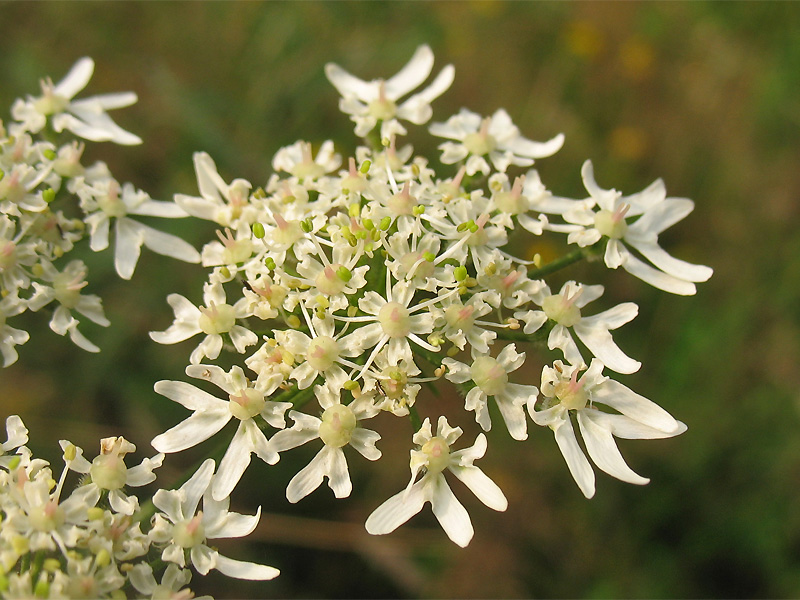 Изображение особи Heracleum sphondylium.