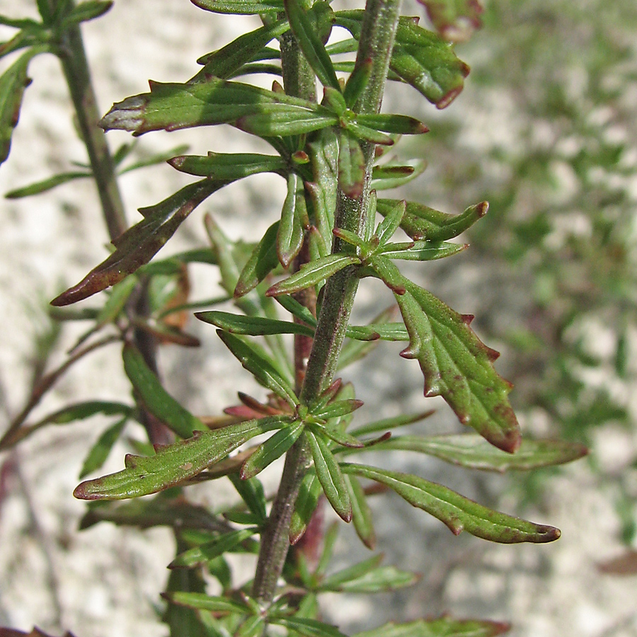 Изображение особи Scrophularia cretacea.