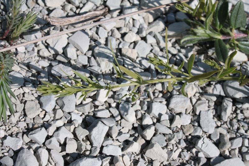 Image of Thesium ramosum specimen.
