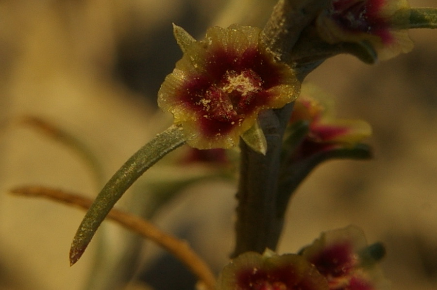 Image of Salsola tamariscina specimen.