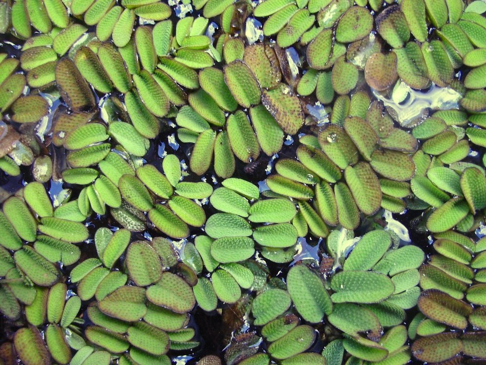 Image of Salvinia natans specimen.