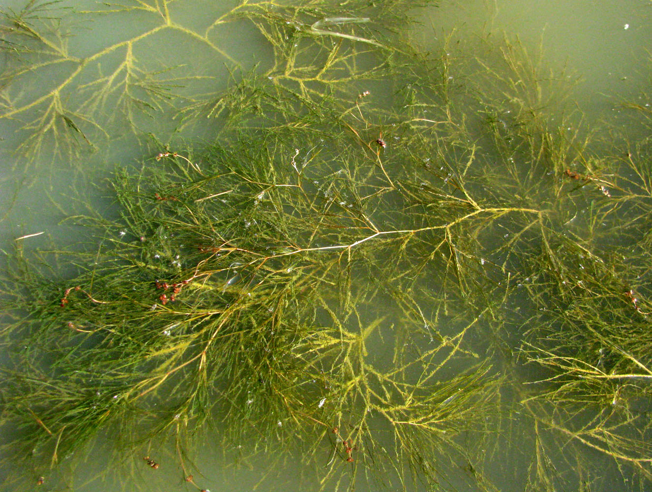 Image of Potamogeton pectinatus specimen.
