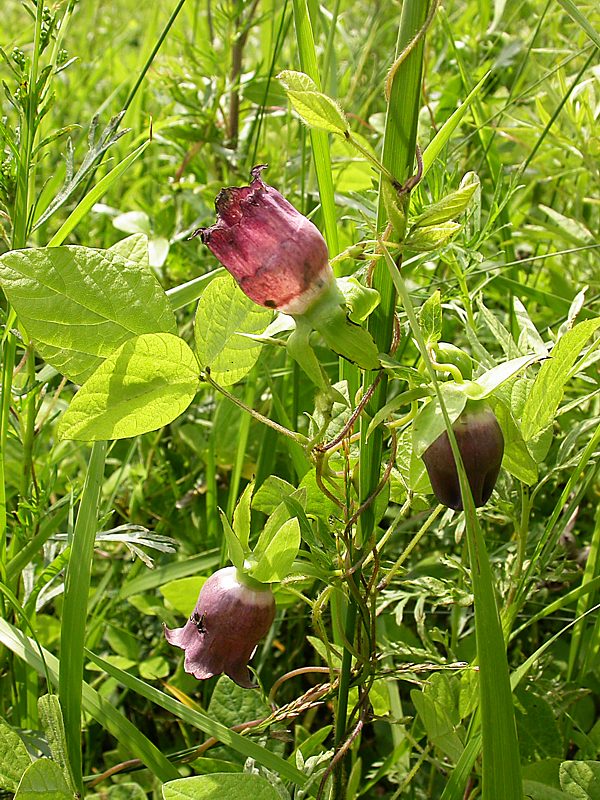 Изображение особи Codonopsis ussuriensis.