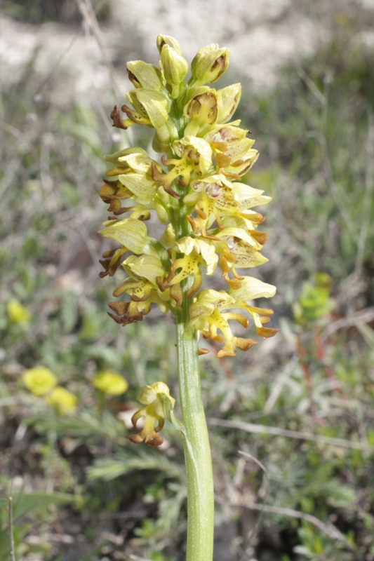 Изображение особи Orchis punctulata.