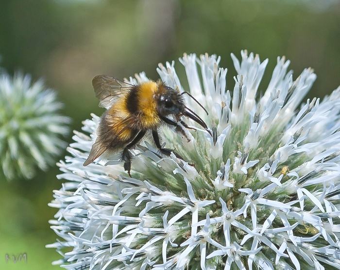 Image of Echinops sphaerocephalus specimen.