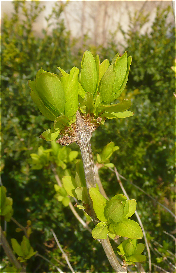 Image of Lonicera tatarica specimen.