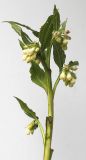 Symphytum officinale. Верхняя часть растения с распускающимися соцветиями (безантоциановая форма). Германия, г. Кемпен, на лугу у лесопосадки. 29.04.2012.