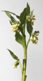 Symphytum officinale