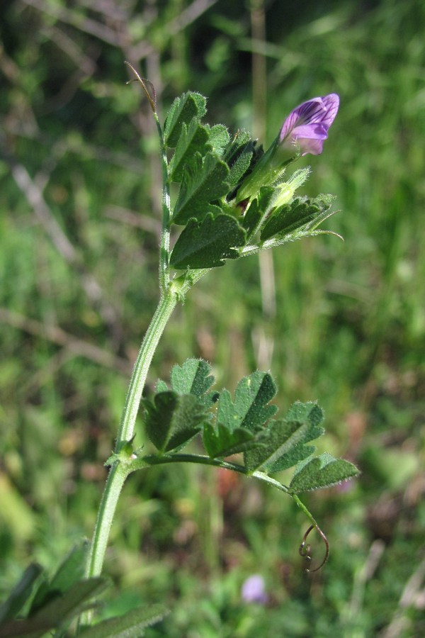 Изображение особи Vicia incisa.