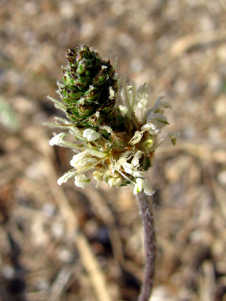 Image of Plantago dubia specimen.