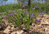 Polygala sibirica