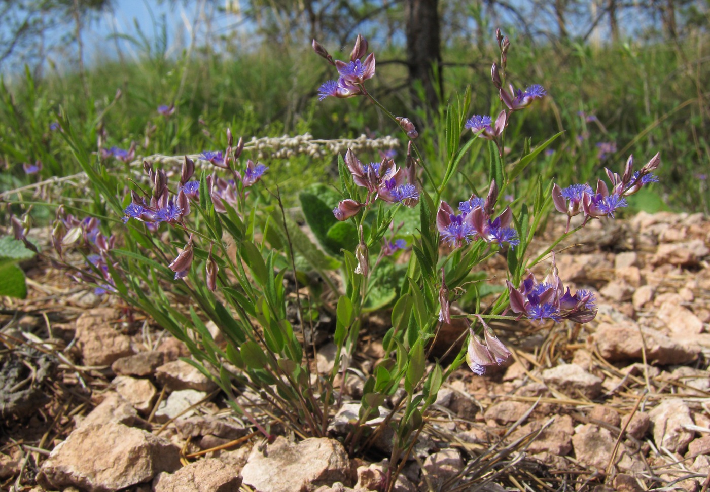 Изображение особи Polygala sibirica.