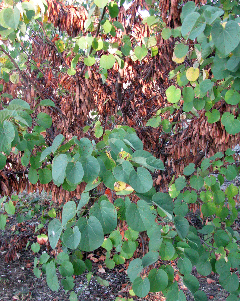 Image of Cercis siliquastrum specimen.
